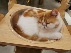 -飞行喵MR PILOT|猫舍·猫咖(静安大融城店)