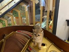 -创凡宠物医院·骨专科  猫科中心(西乡分院)