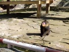 -贵州森林野生动物园