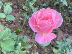 -重庆中央公园(渝北区)