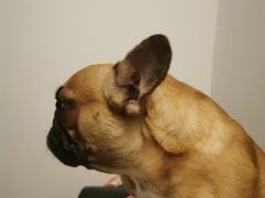 -爱侣宠医·鹦鹉专科·小型哺乳类·异宠专科(灵石路店)