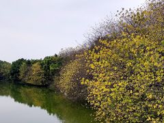 -海珠湖公园