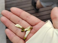 -燕窝岭