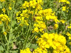 -天津武清北运河郊野公园房车露营地