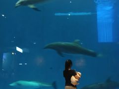 -华夏文旅海洋公园