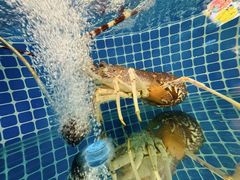 -肥福排档(星光店)