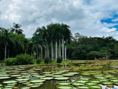 -中国科学院西双版纳热带植物园