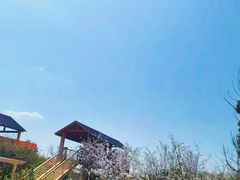 -天王浮山樱花园
