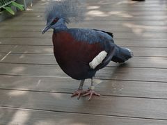 -新加坡飞禽公园