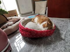 -北京赛佳动物医院