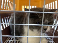 -四月宠物医院·猫专科·心脏专科·内科(转塘店)