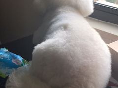 -Pets First伊珊娜洗护·精致美容·家庭式寄养(新会路店)