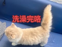 -喜猫·猫舍·洗护寄养