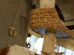 -共舞时光猫咖·狗咖(新街口店)