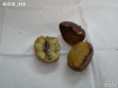 照片&nbsp;004-秋栗香(地安门店)