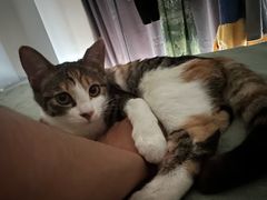 -创凡宠物医院·骨专科  猫科中心(西乡分院)