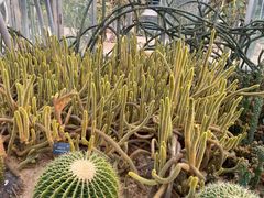-深圳仙湖植物园
