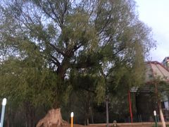 -长白岛森林公园