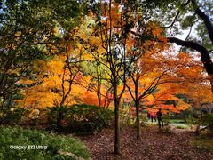 -上海共青森林公园