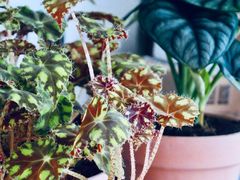 -花鸟鱼虫鲜花绿植市场(玉泉路店)