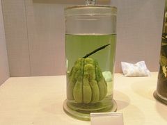 -广东中医药博物馆