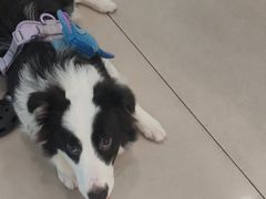 -艾贝尔宠物医院 ·中兽医·宠保定点(北门桥店)