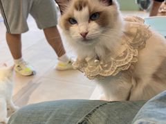 -怪兽屋·羊驼·猫咖·狗咖(俊华广场店)