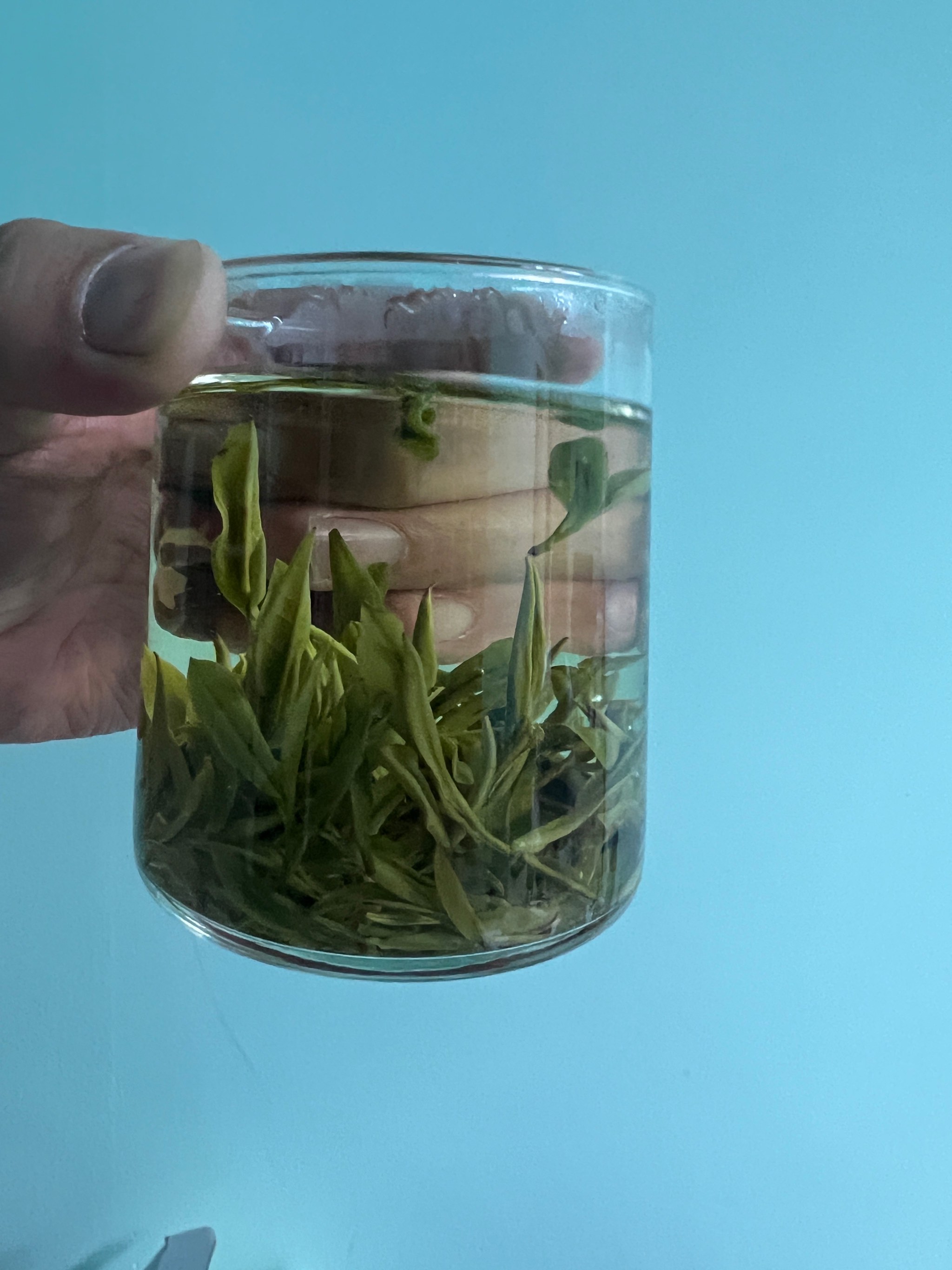 野生绿茶的简介图片