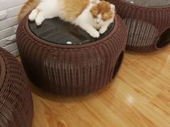 -momokira米努特·德文卷毛猫·棉花面纱犬