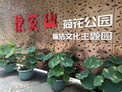 -陈家山荷花公园