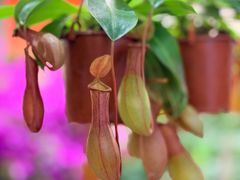 -双季花艺园艺市场(浦东店)