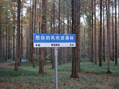 -黄海国家森林公园