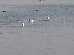 -丁香湖公园