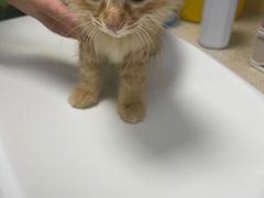 -艾贝尔宠物诊疗