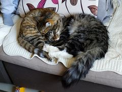 -瑞派·关忠动物医院·猫专科·犬专科(三环新城店)