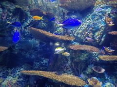 -上海海洋水族馆