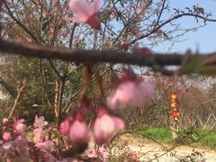 -天适樱花悠乐园