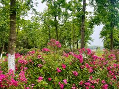 -贡湖湾湿地公园