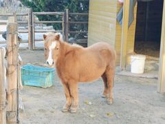 -北京市海淀外国语实验学校