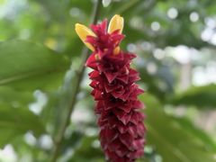 -中国科学院西双版纳热带植物园