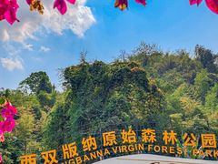 -西双版纳原始森林公园