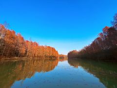 -上海海湾国家森林公园