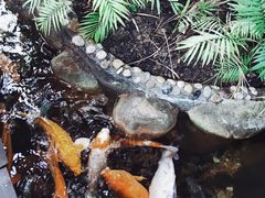 -上海大自然野生昆虫馆(东方明珠·爬宠昆虫探索中心)