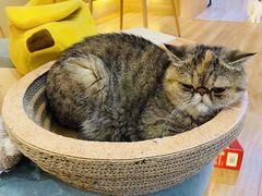 -滚猫咖啡·猫咖·猫友好撸猫(未来城店)