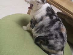 -猫和宫(六道口店)