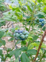 -蓝呗呗蓝莓草莓采摘园(通州区马驹桥店)