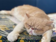 -平行世界·猫咖(首经贸店)