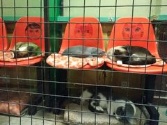 -猫咪博物馆(顶澳仔猫街店)