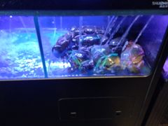 水产区-simply thai天泰(静安嘉里中心店)