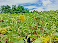 -杭州湾海上花田景区